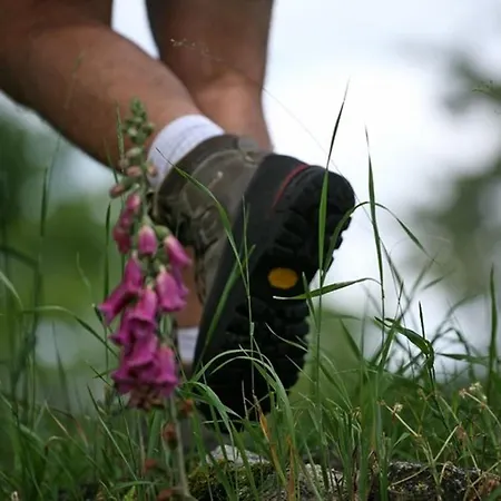 Saumon: Confort Pour 4, Animaux Bienvenus - Fr-1-582-487