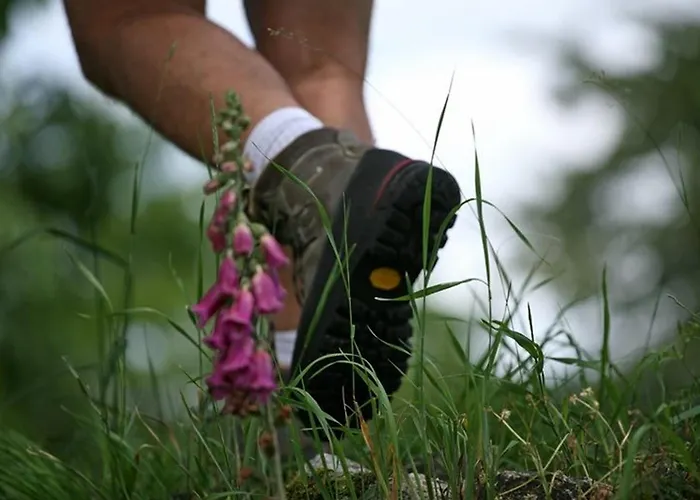 Saumon: Confort Pour 4, Animaux Bienvenus - Fr-1-582-487